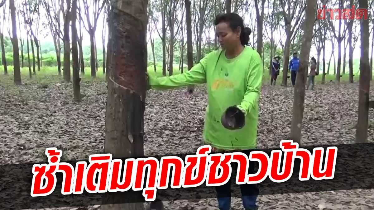 ระบาดหนัก! โจรตระเวนขโมยยางถ้วย เสียหายหลายราย-ผญบ.โดน 4 ครั้ง