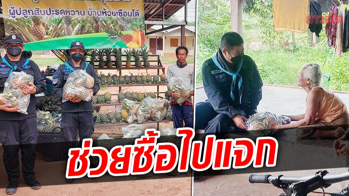 ทหารพรานบึงกาฬ ช่วยเก็บ – ซื้อสับปะรดไปแจก ช่วยเหลือกลุ่มเกษตรกร