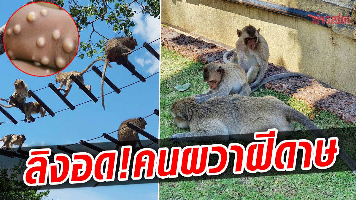 ฝูงจ๋อลพบุรีเหงาเริ่มอดอยาก คนผวาโรคระบาดฝีดาษลิง แม่ค้าชี้ลิงเมืองไม่ได้อยู่ป่า