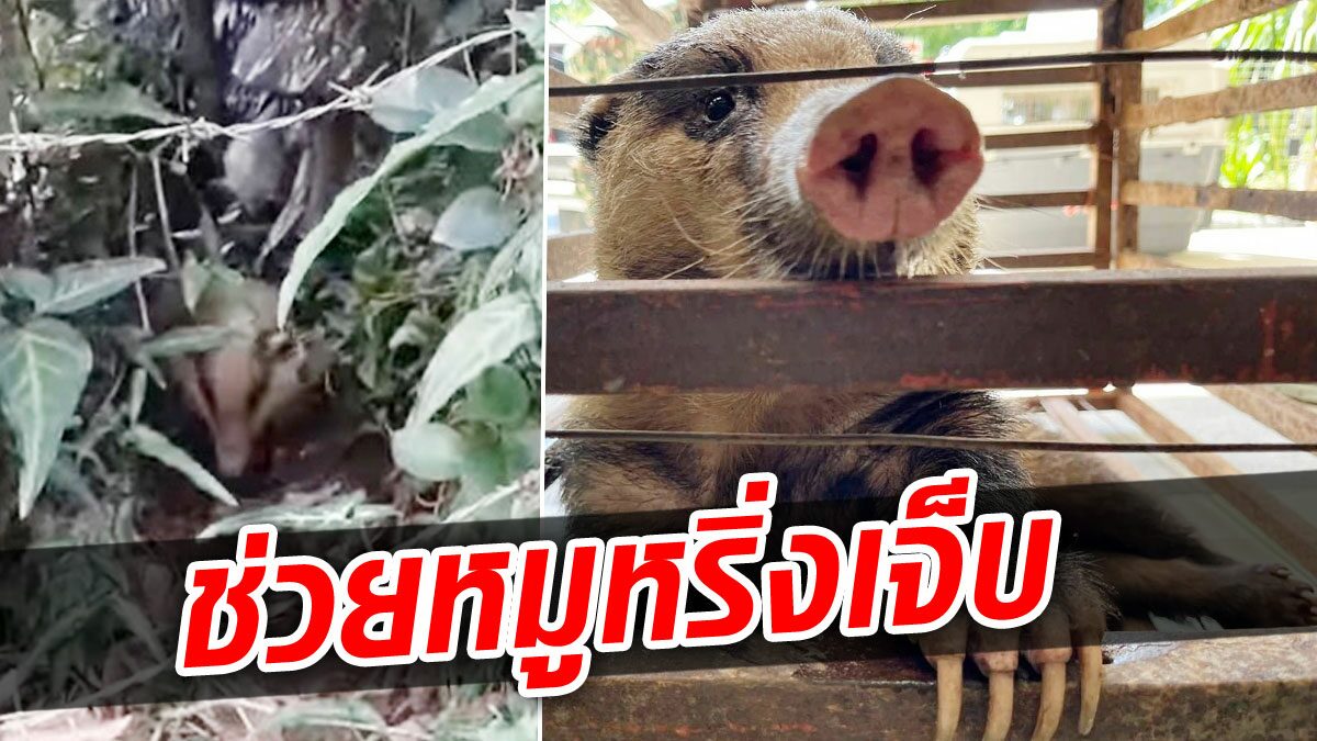 ช่วยหมูหริ่ง! เจ้าหน้าที่ สบอ.16 เจอพลัดหลงบาดเจ็บ จับส่งรักษาก่อนปล่อยคืนป่า