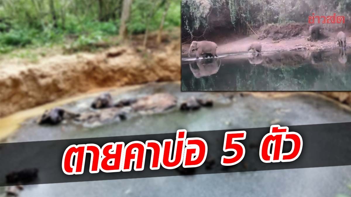 สุดสลด! ช้างป่า 5 ตัว ตกบ่อตาย เหลือแต่ซาก ชี้ดินยุบตัวจากเหมือง อันตรายต่อสัตว์-คน