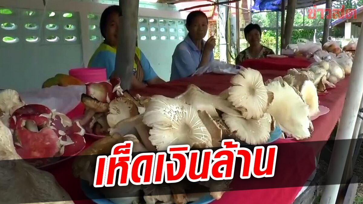 หน้าฝนฤดูทำเงิน ชาวบ้านเข้าป่าภูกามยาวเก็บเห็ดขาย วันละพัน-ปีนับล้าน