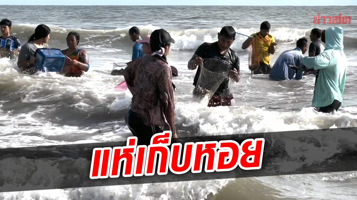 หาดตรังคึกคัก ชาวบ้านกว่า 500 คน แห่เก็บหอยชักตีน ปีละครั้ง ช่วงฤดูมรสุม รายได้งาม