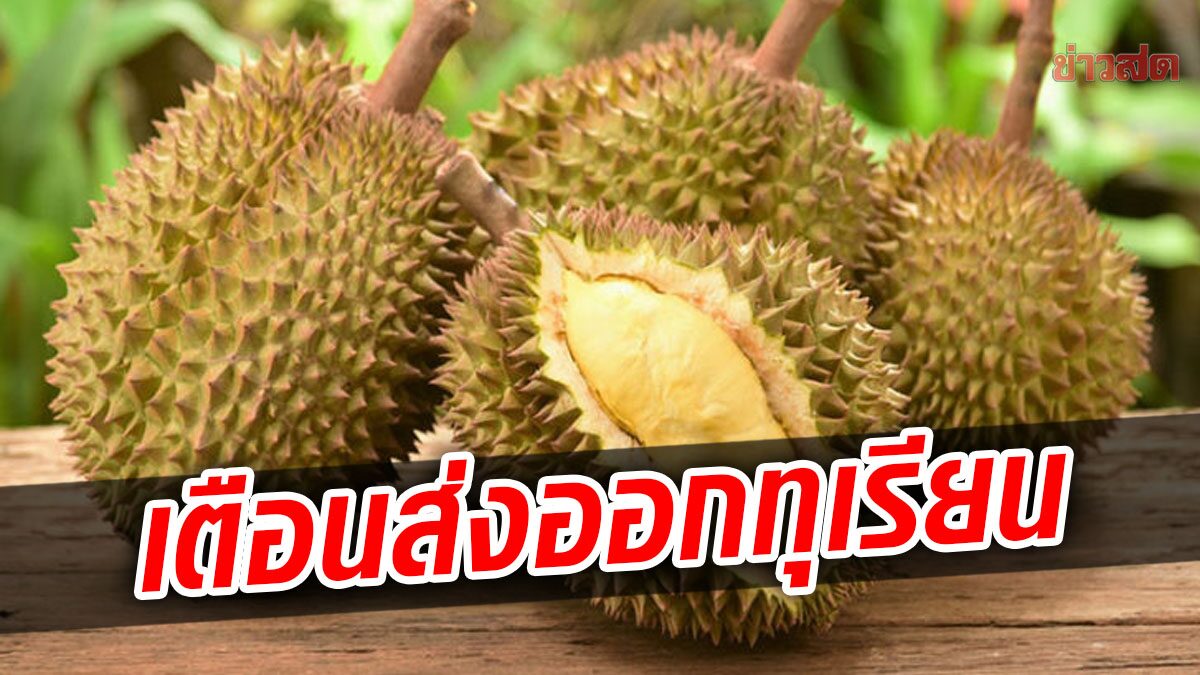 นักวิชาการ เตือน 'ทุเรียนไทย' อาจพังส่งออกเสียหาย 4 หมื่นล้านต่อปี