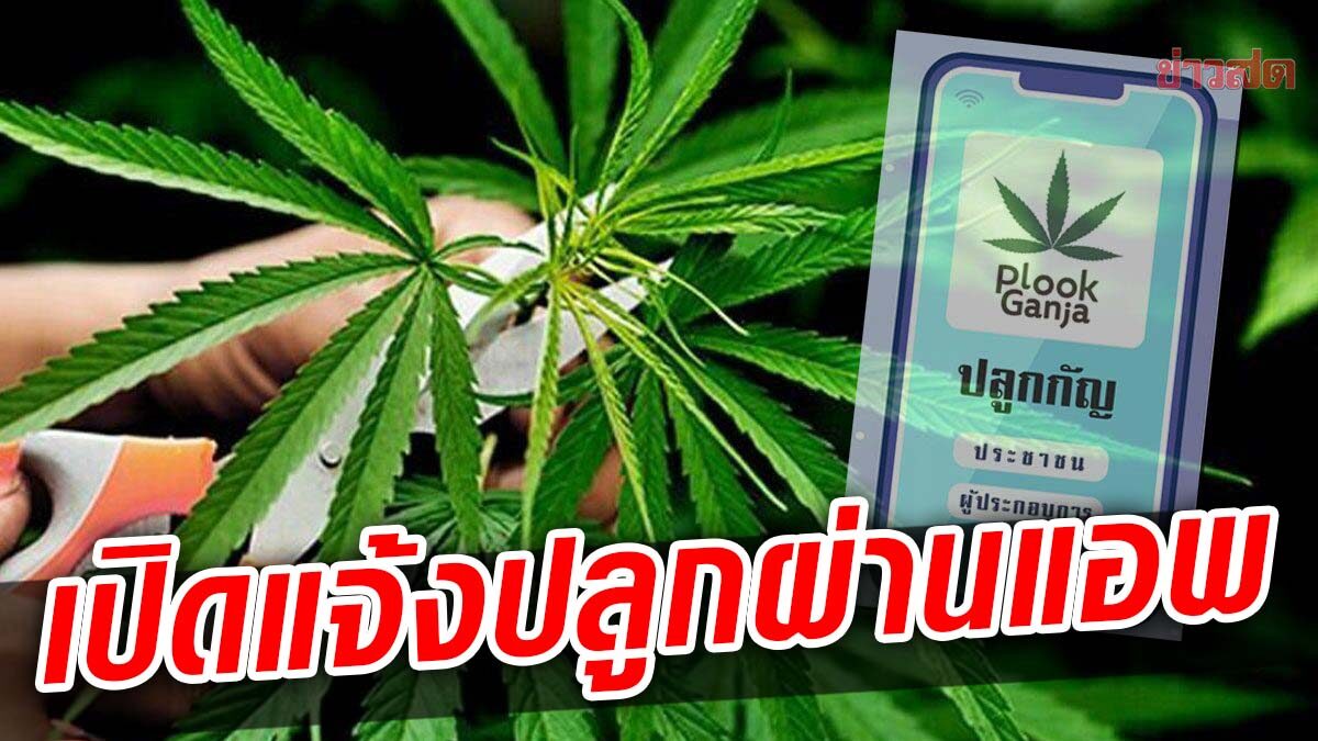 กัญชา กัญชง พ้นยาเสพติด 9 มิย. เปิดลงทะเบียนปลูก ผ่านแอพ Plookganja