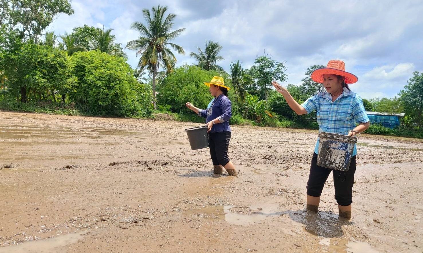 ห้วยแถลง สืบสานประเพณี ลงแขกหว่านข้าว ดำนาตามวิถีชาวนาดั้งเดิม