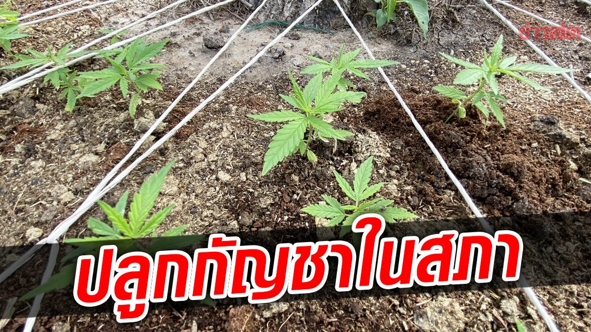 อึ้ง! บังเอิญเจอแปลงเพาะกัญชา 100 ต้น ปลูกอยู่ในสภา อ้างไม่รู้ของใคร