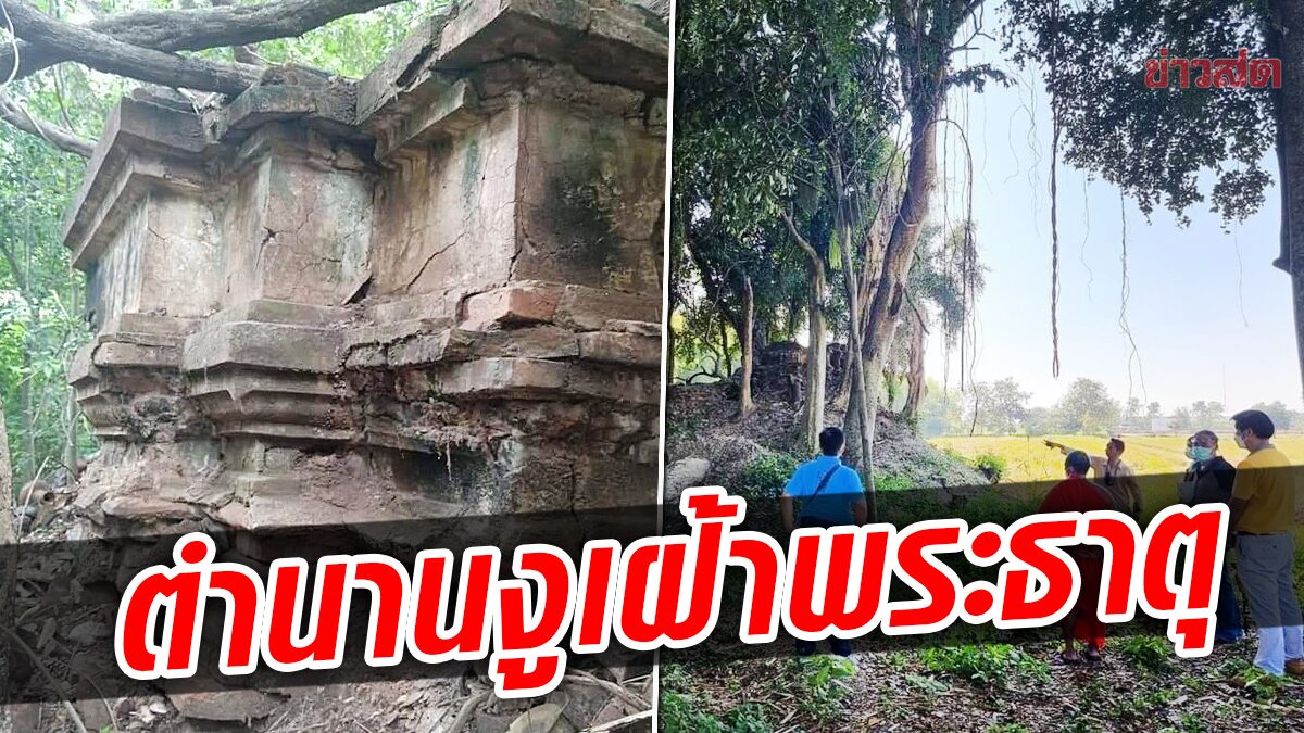 ปิดตำนาน พญางูเหลือมเฝ้าพระธาตุ วัดเก่าแก่พันปี เชียงใหม่ เชื่อหมดอายุขัย