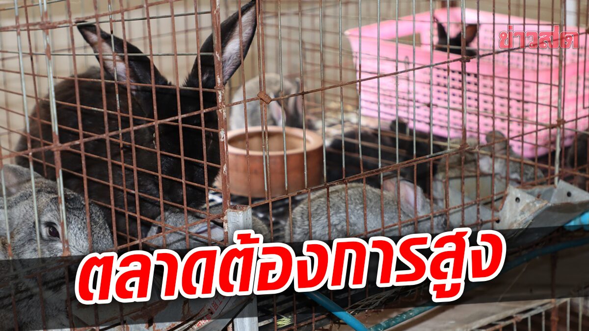 กระแสกระต่ายภูพานมาแรง ตลาดต้องการ-ราคาแพง แห่ขอรับพันธุ์ เสริมอาชีพ-รายได้