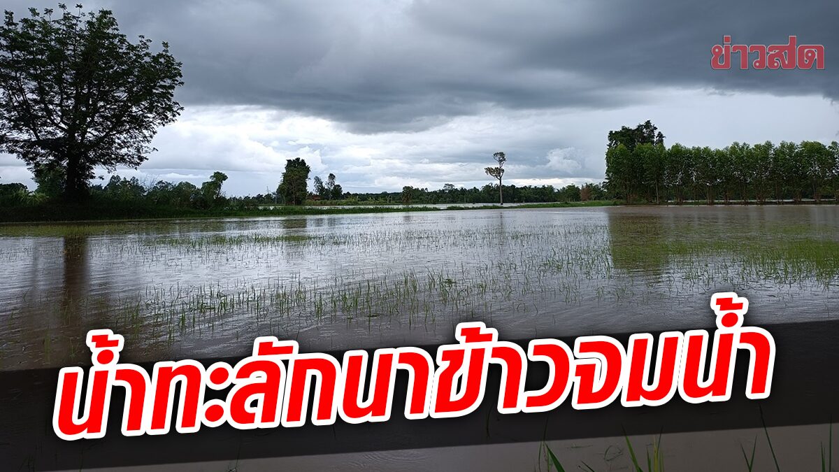 ชาวนาชอกช้ำ ฝนกระหน่ำ2วันติด มวลน้ำทะลักท่วมนาข้าว จมใต้น้ำหลายร้อยไร่