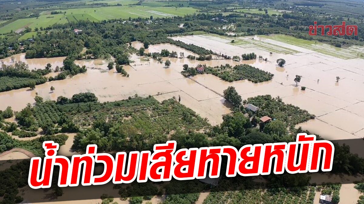 ฝนตกสะสม น้ำเทือกเขา ไหลบ่าท่วมขังขยายวงกว้าง นาข้าว-สวนมะม่วง เสียหายหนัก