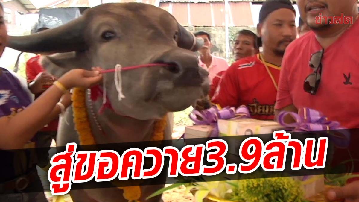 นอนเฝ้าจนเจ้าของใจอ่อน! หอบสินสอด 3.9 ล้านบาท สู่ขอควายงาม "เจ้าบุญเติม"