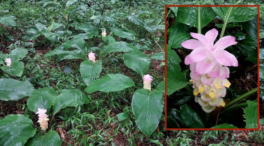 เปิดฤดูท่องเที่ยว ดอกกระเจียว(ยักษ์)บาน ชวนนทท. สัมผัส-เก็บภาพประทับใจ