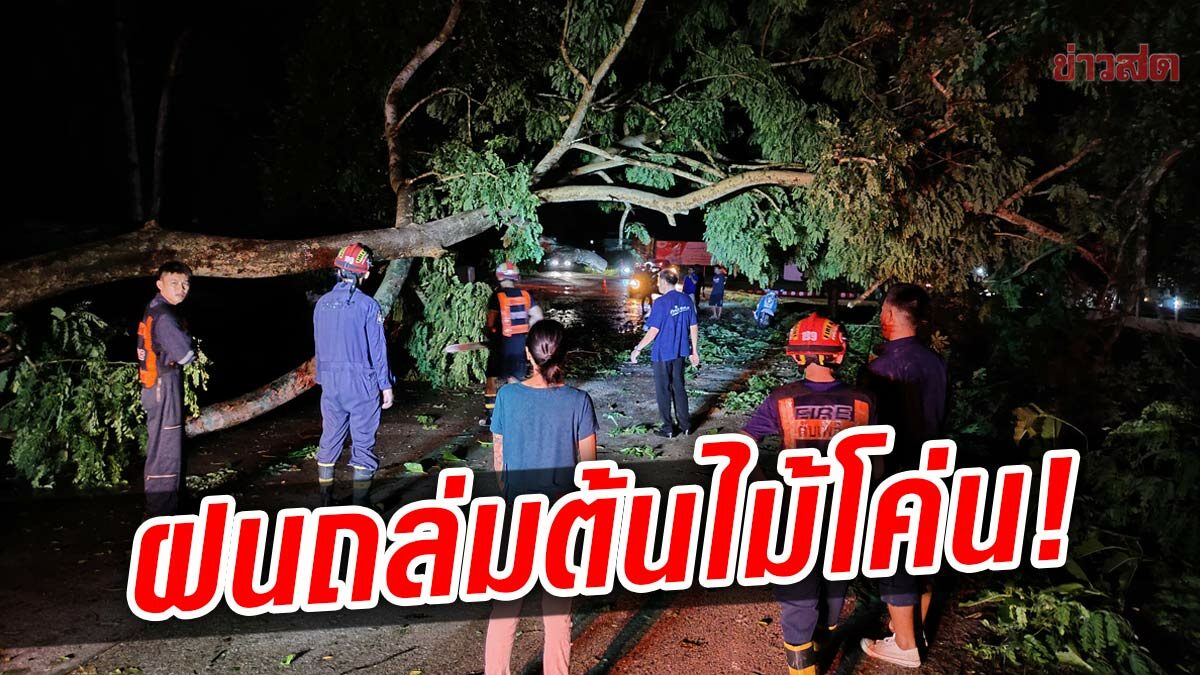 ฝนกระหน่ำ ต้นไม้ใหญ่หักโค่น ทับรถ เตือนมู่หลานมา ให้ระวังท่วมฉับพลัน