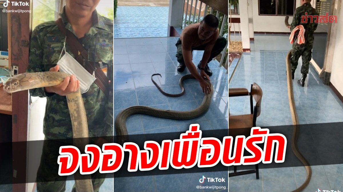 สิ้นลายพญางู! ตะลึงจงอางตัวเบิ้ม แต่เชื่องสุดๆ จับอุ้ม ลากไปกับพื้นเหมือนของเล่น