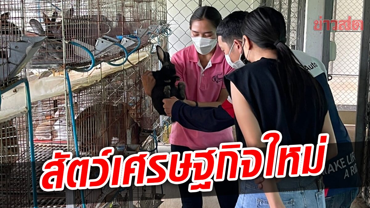 กระต่ายดำภูพาน เลี้ยงง่าย โตเร็ว ลูกดก สัตว์เศรษฐกิจใหม่ ขายได้ราคาดี