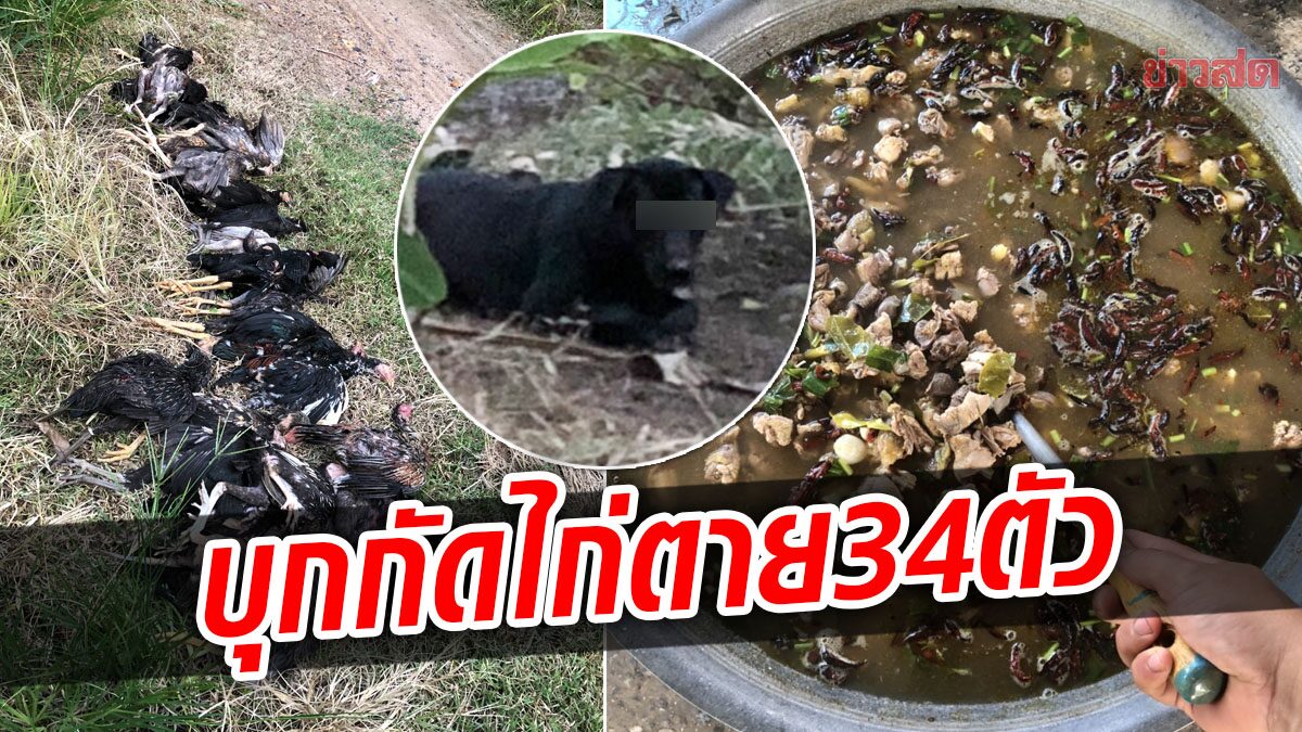 เจ้าของเศร้า! หมาเพื่อนบ้าน บุกกัดไก่ชนในฟาร์มตาย 34 ตัว เลยเอามาทำต้มยำแจก