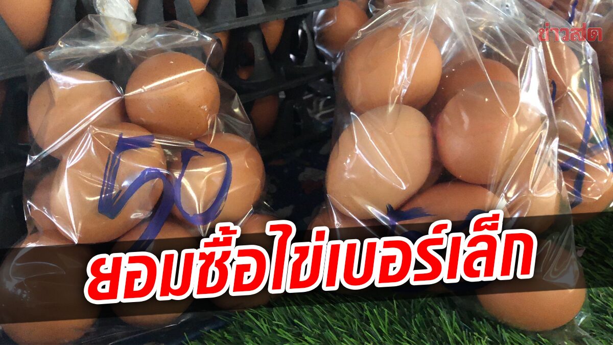 เชียงใหม่ ไข่ไก่ ขึ้นราคาแผงละ 12 บาท ในสัปดาห์เดียว ชาวบ้านยอมซื้อใบเล็ก