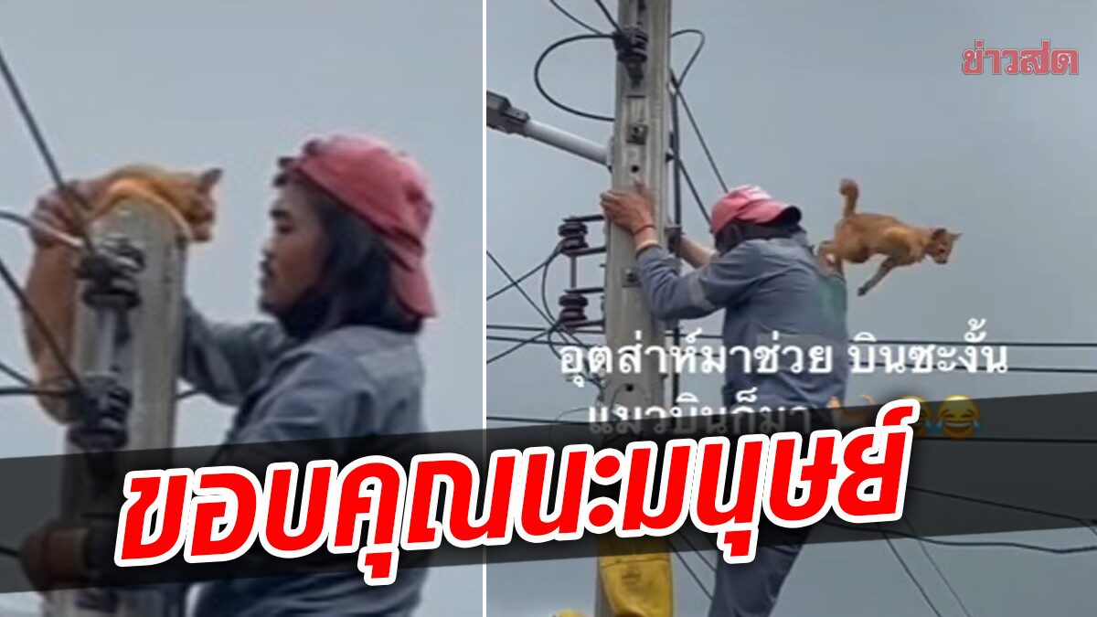 "ขอบคุณ พวกมนุษย์" แห่แชร์ ปีนเสาไฟฟ้า ช่วยแมว สุดท้ายน้องผละหนี