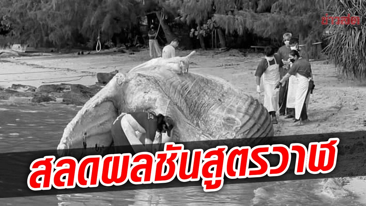 สุดสลดผลชันสูตร วาฬบรูด้า หลังพบตายเกยหาดภูเก็ต เจอถ้วยพลาสติกในลำไส้