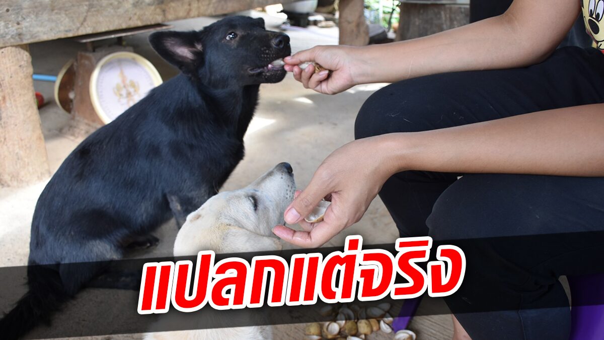 แปลกแต่จริง เจ้าตูบชอบกินลองกองเมืองลับแล ของโปรดผลไม้สุกคลุกข้าวสวย 