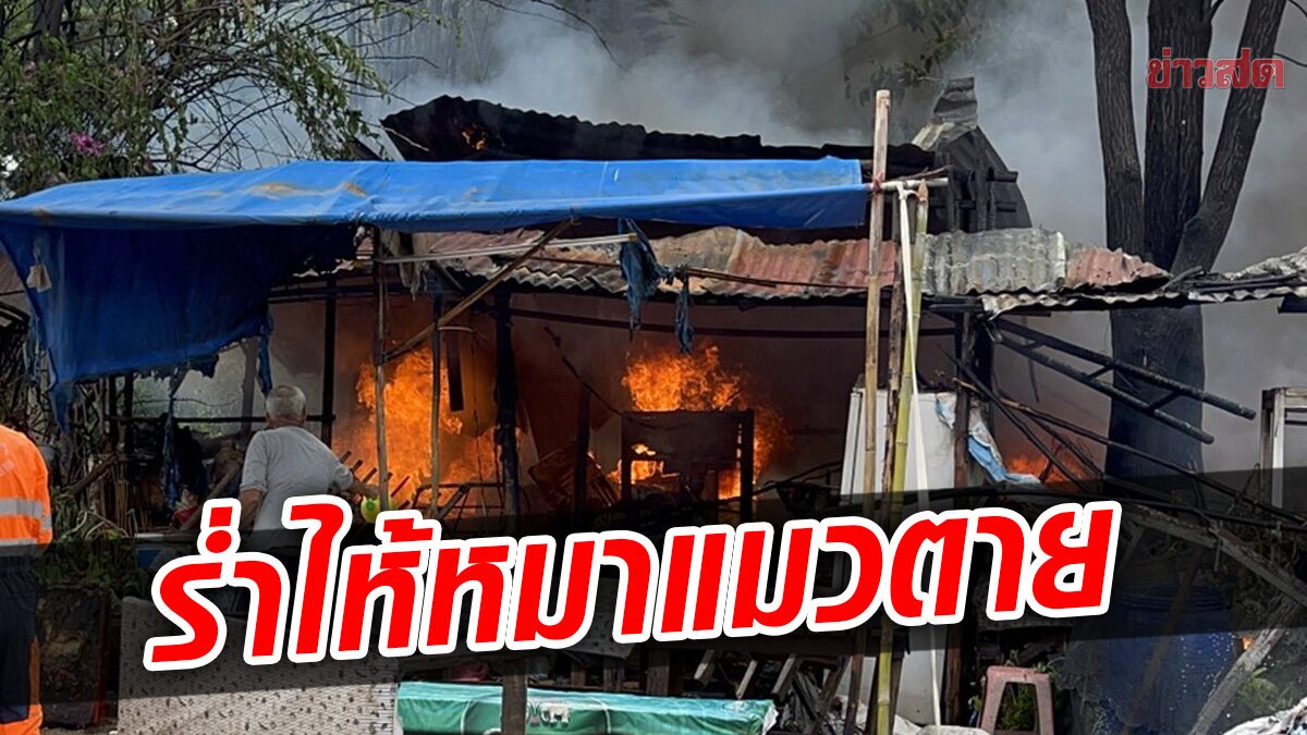 ไฟไหม้วอด เจ้าของร้านทรุดเป็นลม หมา-แมวล่ามโซ่ในกรง ตายคากองเพลิง