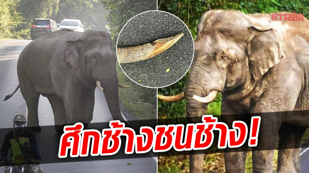 เขาใหญ่สะเทือน! พลายงาทอง-พลายทองคำ ศึก ช้างชนช้าง งาหัก2ท่อน