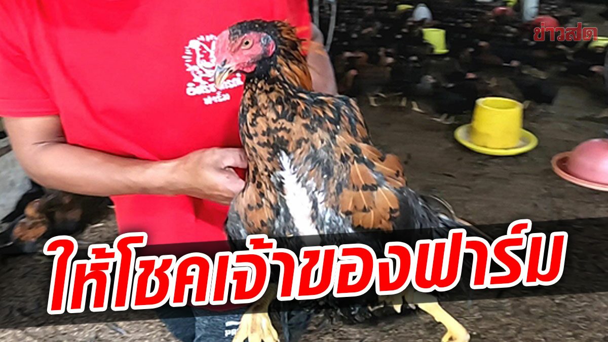 ฮือฮา! ไก่ประหลาด 4ขา เจ้าของฟาร์ม เผยสุดปัง กิจการรุ่ง-รายได้เป็นแสน