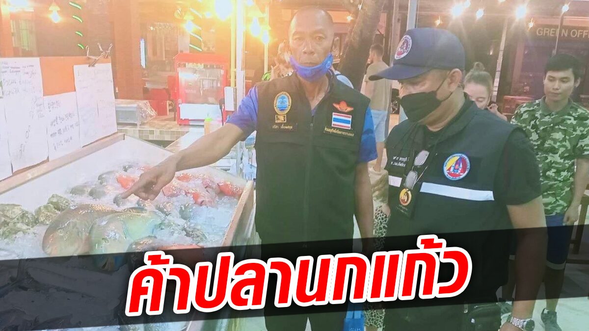 กรมทรัพยากรทางทะเลฯ ลุยตลาดภูเก็ต พบ 3 ร้านค้า ลักลอบค้าปลานกแก้ว