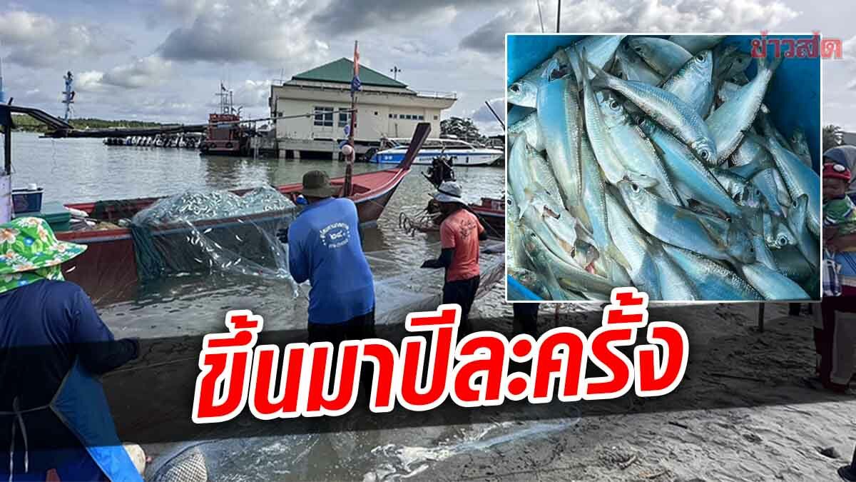 1 ปีมีครั้งเดียว! ประมงสตูล แห่จับ "ปลาหลังเขียว" รายได้สะพัดวันละ 1.5 หมื่นบาท