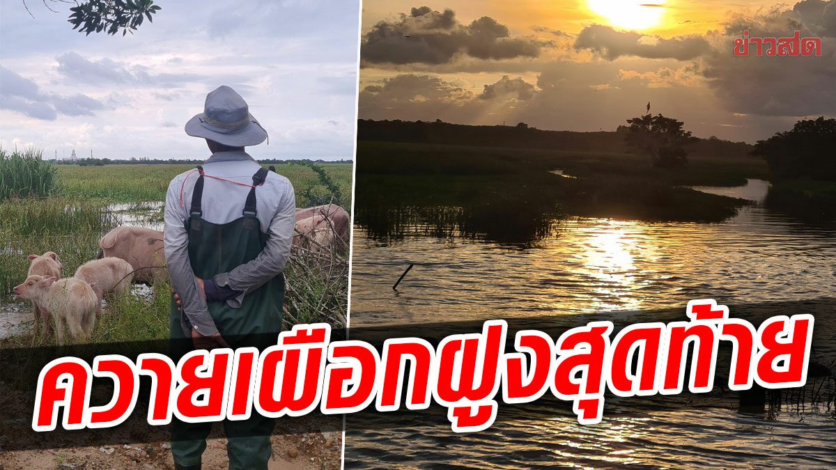 ฝูงสุดท้าย! ทึ่งควายเผือกทุ่งน้ำน้อยหาดใหญ่ หาดูยากมีชื่อเรียกทุกตัว(คลิป)