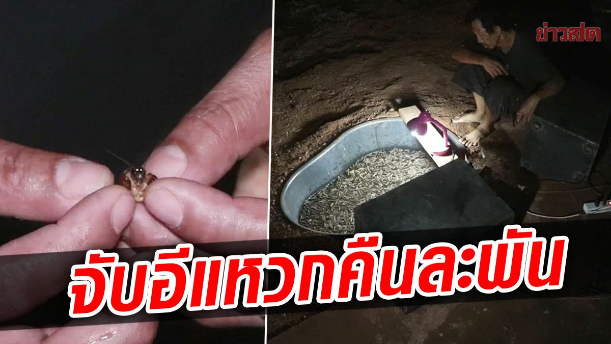 รายได้คืนละพัน! อาชีพแปลกเปิดเสียงล่อ "อีแหวก" แปรรูปขายกำไรงาม