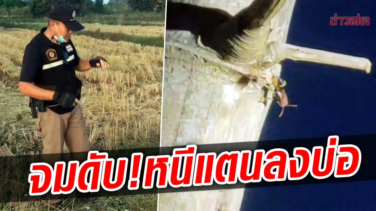 ผงะรังแตน! หนุ่มโดนทั้งฝูงรุมถล่ม วิ่งหนีโดดลงบ่อขึ้นไม่ได้จมเป็นศพ