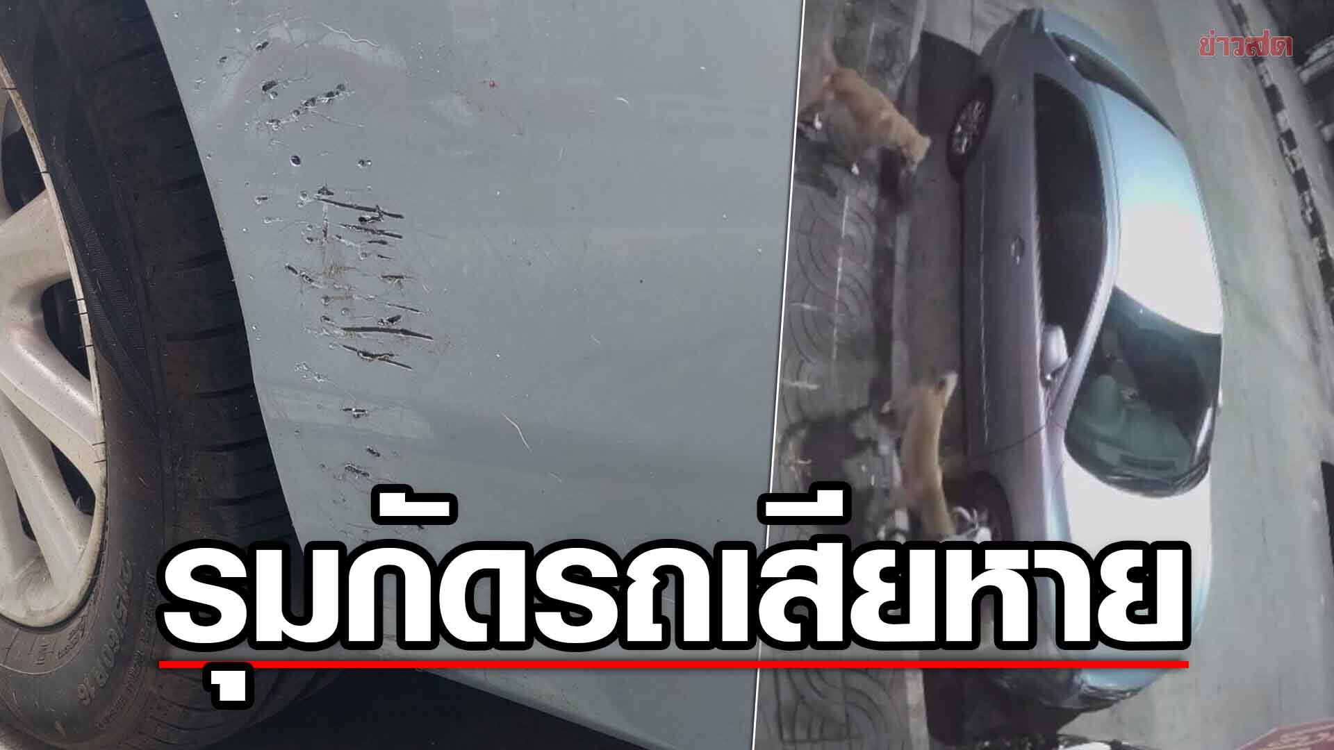 โดนกันเพียบ! แก๊งหมาจรป่วน รุมกัดรถที่จอดข้างทาง เสียหายยับหลายคัน