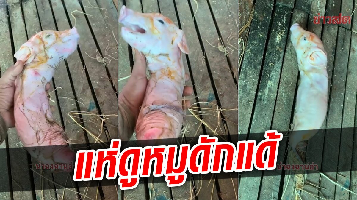 ชาวเน็ตตะลึง! เจอลูกหมูประหลาด ตัวคล้ายหนอน ไม่มีขา ภาวนาขอให้มีชีวิตรอด