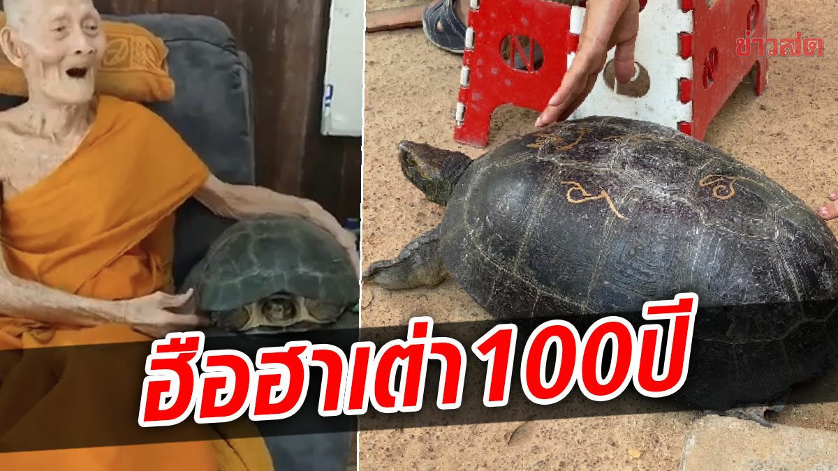 ฮือฮา เต่า100ปี เดินฝ่าวงชาวบ้านทำบุญ เข้ากุฎิเกจิดัง แห่โรยแป้งถูหาเลขเด็ด