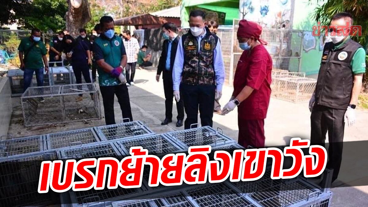 ที่ปรึกษารมว.ทส. เบรกย้ายลิงเขาวัง 'หมอล็อต' ยัน ยังไม่โรคฝีดาษฝูงลิงเมืองไทย