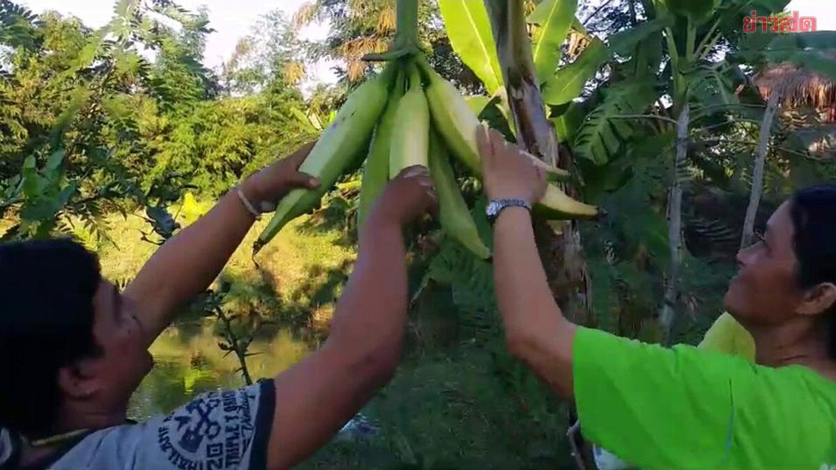 แห่ส่องเลขกล้วยงวงช้าง จู่ๆ ออกผล ลูกเดียวหนักเกือบกิโลฯ เลขโผล่เพียบ