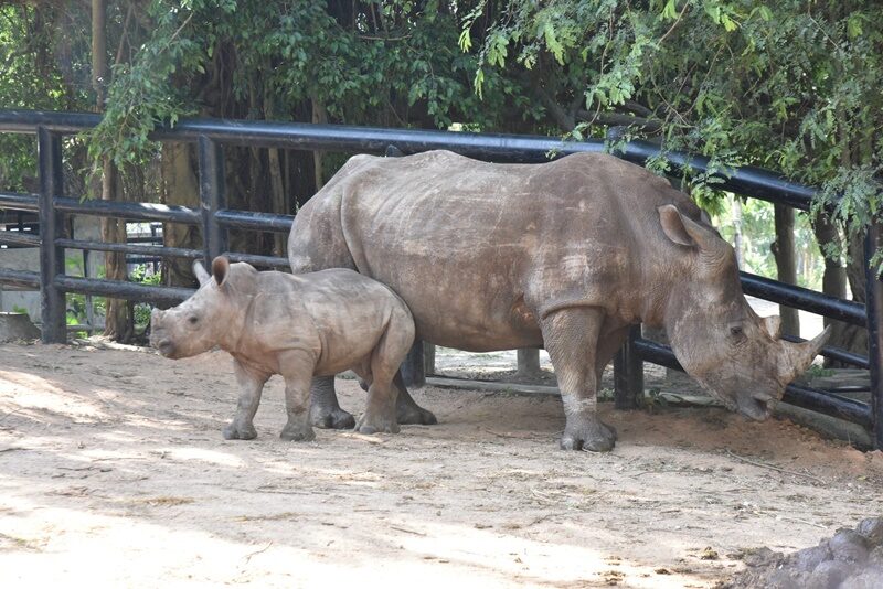 ได้ชื่อแล้ว "น้องพาวเวอร์" ลูกแรดขาว สมาชิกใหม่สวนสัตว์เปิดเขาเขียว