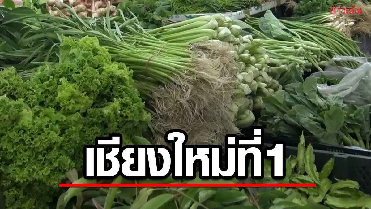 เผย คนเชียงใหม่ เจอสารเคมีตกค้างในเลือดสูงสุด จาก คะน้า ผักกาดขาว กะเพรา