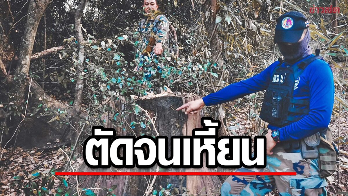 กอ.รมน.จับแก๊งตัดไม้ประดู่ป่าภูหลวง 5 ราย เหิมสร้างถนนเข้าถึงที่ คาดทำเป็นขบวนการ