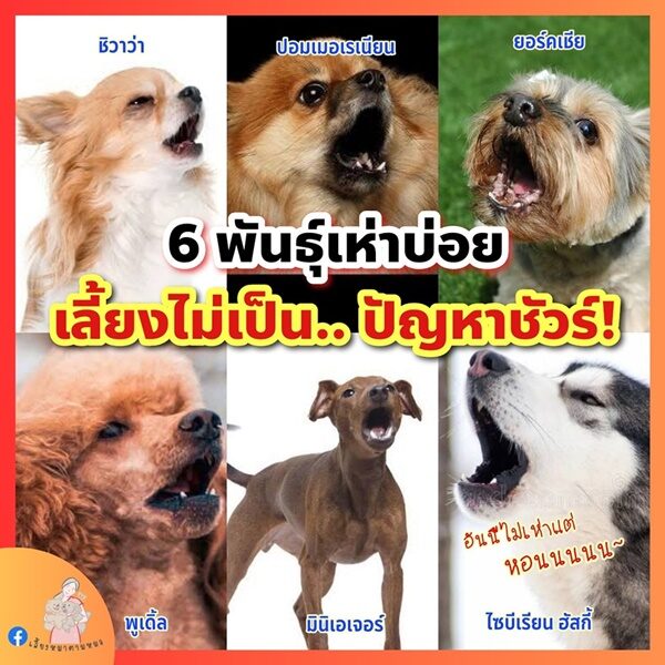 เปิด 6 สายพันธุ์ เจ้าตูบ 