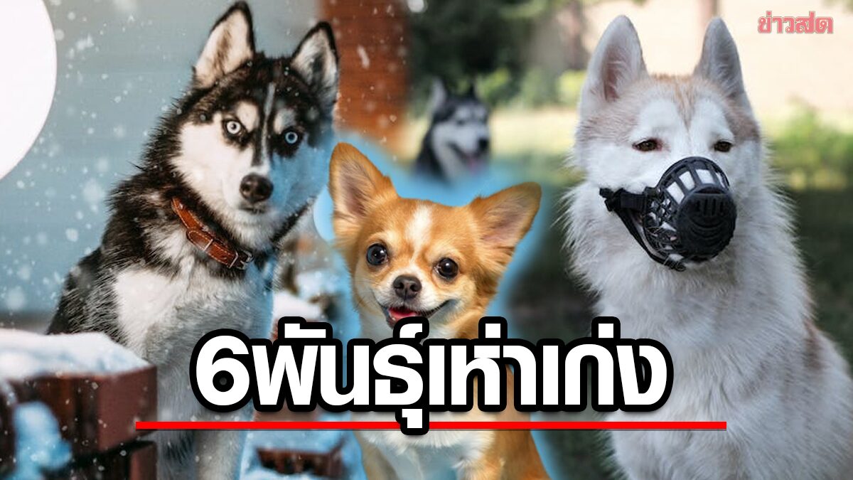 เปิด 6 สายพันธุ์ เจ้าตูบ 