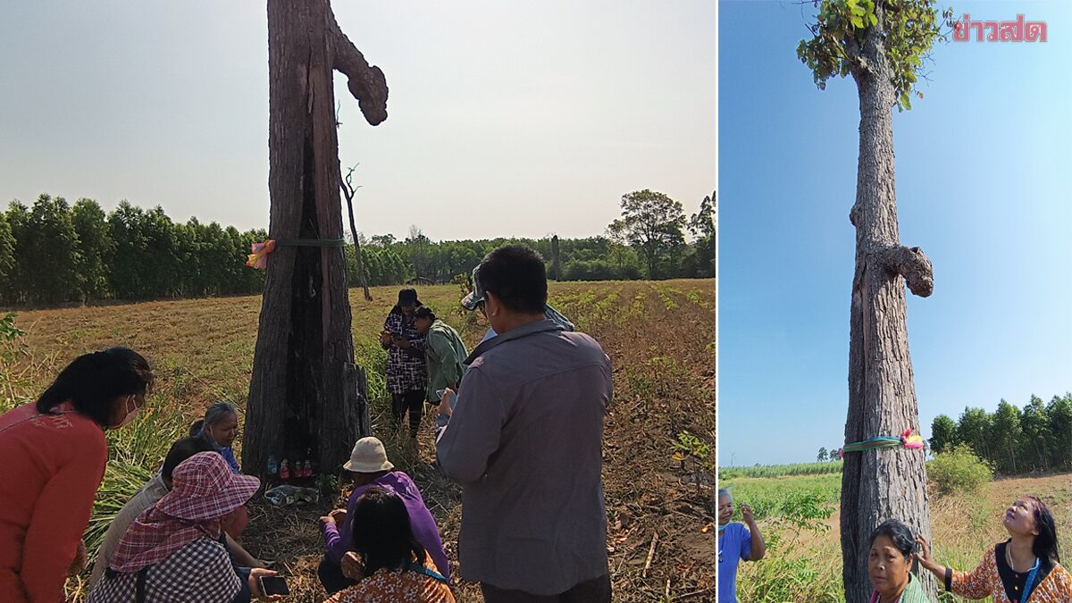 แห่ขอโชค ต้นชาดศักดิ์สิทธิ์ มีลึงค์โผล่กลางลำต้น สุดฮือฮา พ่อค้าหอยถูกรางวัลที่1