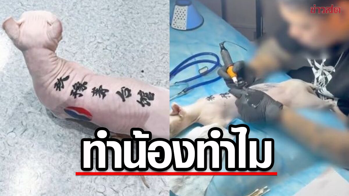 โดนจวกเละ ! หนุ่มจีนจับแมวสัก แบบนี้ทารุณกรรมสัตว์ไหม ?