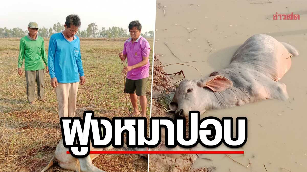 วัวถูกฆ่า ควักกินตับ ตาย 3 ตัว ภายใน 2 วัน ชาวบ้านผวา 'ฝูงหมาปอบ'