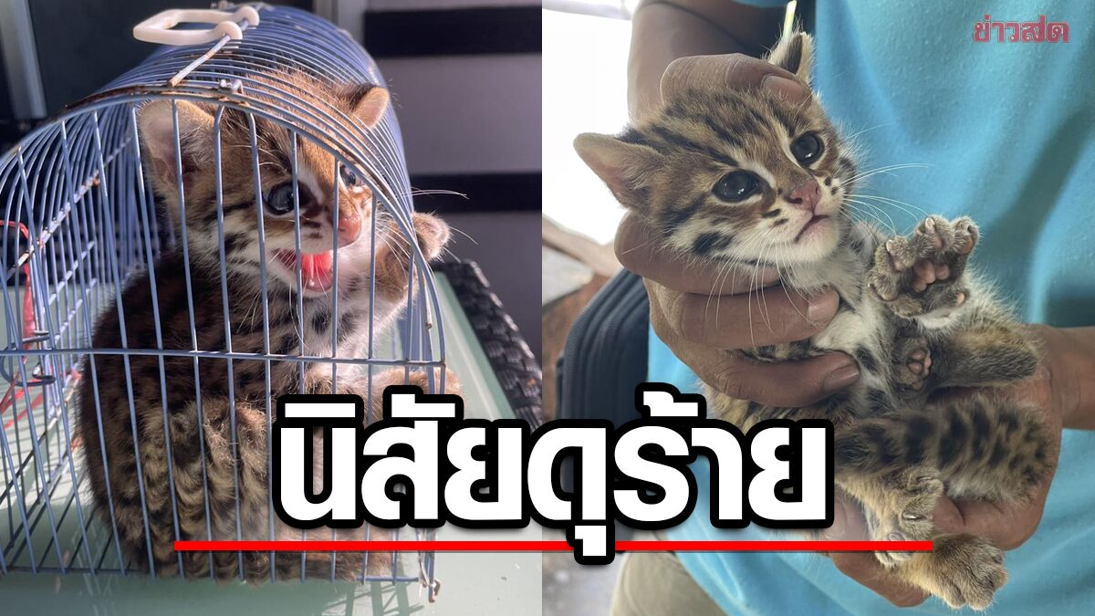 พลเมืองดีพบ "ลูกแมวดาว" สัตว์ป่าคุ้มครอง หายากในไทย นำส่งเจ้าหน้าที่เรียบร้อย