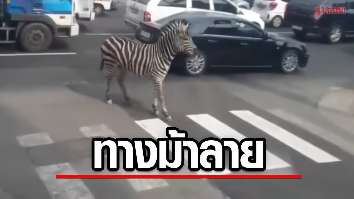 ภาพหาดูยาก! กรุงโซลแตกตื่น "ม้าลาย" หลุดจากสวนสัตว์  วิ่งเล่นใจกลางเมือง