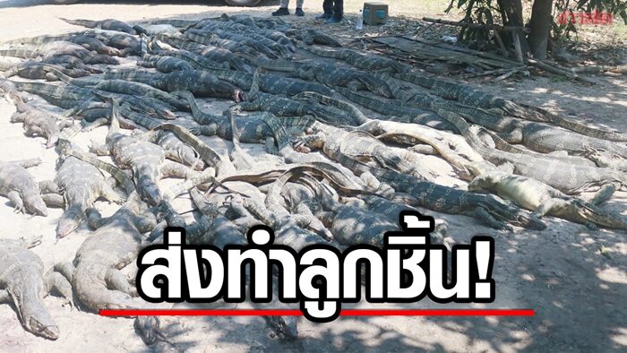 ยึดตัวเงินตัวทองเกือบ 100 ตัว ส่งให้โรงงานทำลูกชิ้น ขายทั่วจังหวัดภาคกลาง