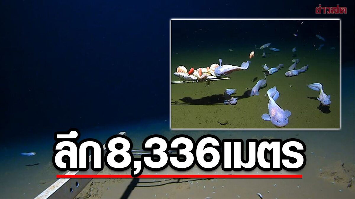 ตื่นตะลึงบันทึกภาพ “ปลาสเนลฟิช” ใต้ทะเล 8,336 เมตร-ลึกสุดเป็นประวัติการณ์ (คลิป)